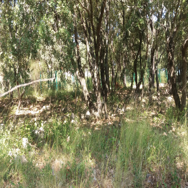 Offres de vente Terrain Le Cannet-des-Maures 83340
