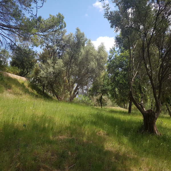 Offres de vente Villa Vidauban 83550